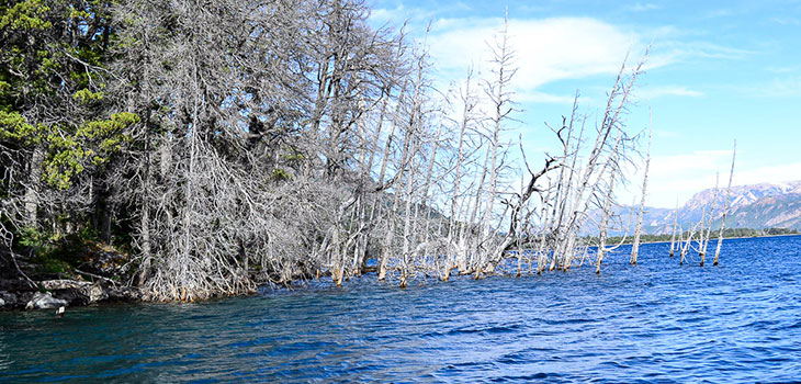 bosque sumergido